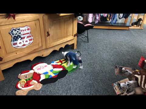 Chinese Crested puppy 10/31/18