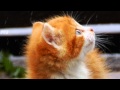 Брошенный котёнок 