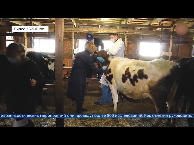 Животных, предназначенных для производства пищевой продукции, проверят на наличие инфекций