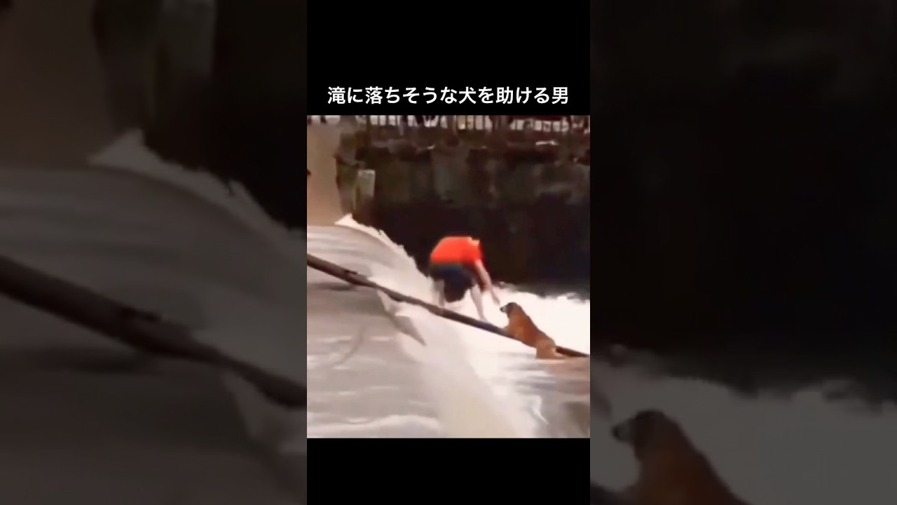 滝に落ちそうな犬をハシゴで助ける男に感動