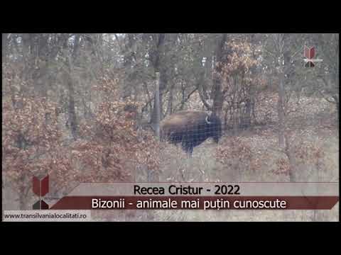 RECEA CRISTUR-CJ (2021) - Bizonii
