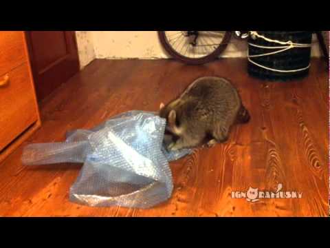 Same Raccoon Popping Bubble Wrap - part 2 / И снова у енота много работы