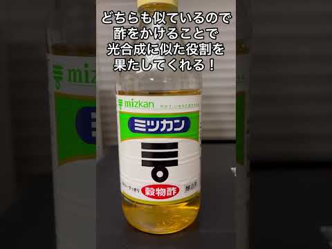 スラブ間の除草方法は？化学的または自然のどちらの方法を好むべきですか?  庭園