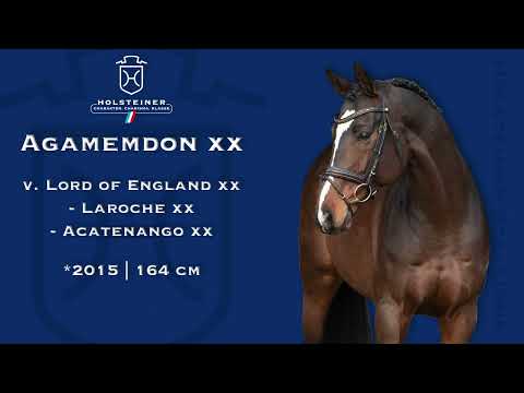 Holsteiner Verbandshengste 2023 | Agamemdon xx
