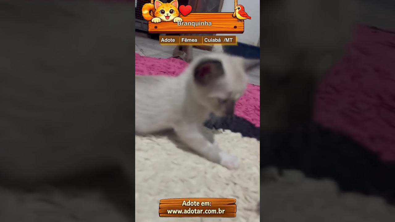 Gato raça SRD-ViraLata idade Abaixo de 2 meses nome Branquinha