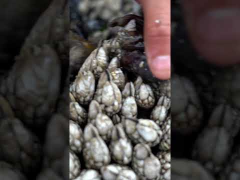 Gooseneck barnacles are one of the most expensive seafoods in the world. #seafood #soexpensive