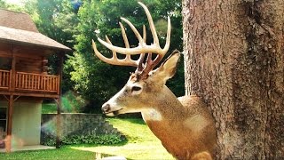 John's 2015 Pennsylvania 10 Point Rifle Buck Mount Video