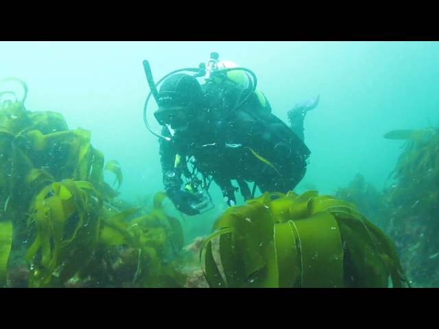 Wreck and Reef Diving on Anglesey - May 22nd 2010