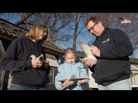 National WHZB/TBOTB 2021 Winners - 1st Best Fancier: J. Doldersum & Son, Almelo