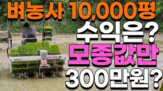 벼농사 모내기 만평지으면 얼마나 벌까? 30년 농부가 알려드립니다. 귀농귀촌 텃밭농사 주말농장