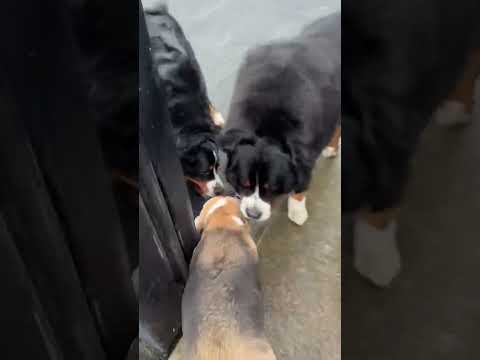 @sparrowtherapypack: No better besties than wagos and loons #dog #doglover