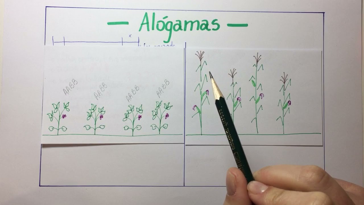 AULA 4   Sistemas de reprodução das plantas Alógamas