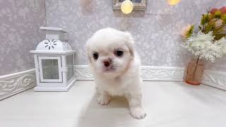 ハーフ犬の動画01