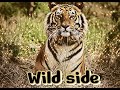 Wild side~ Normani ft. Cardi B (clean)
