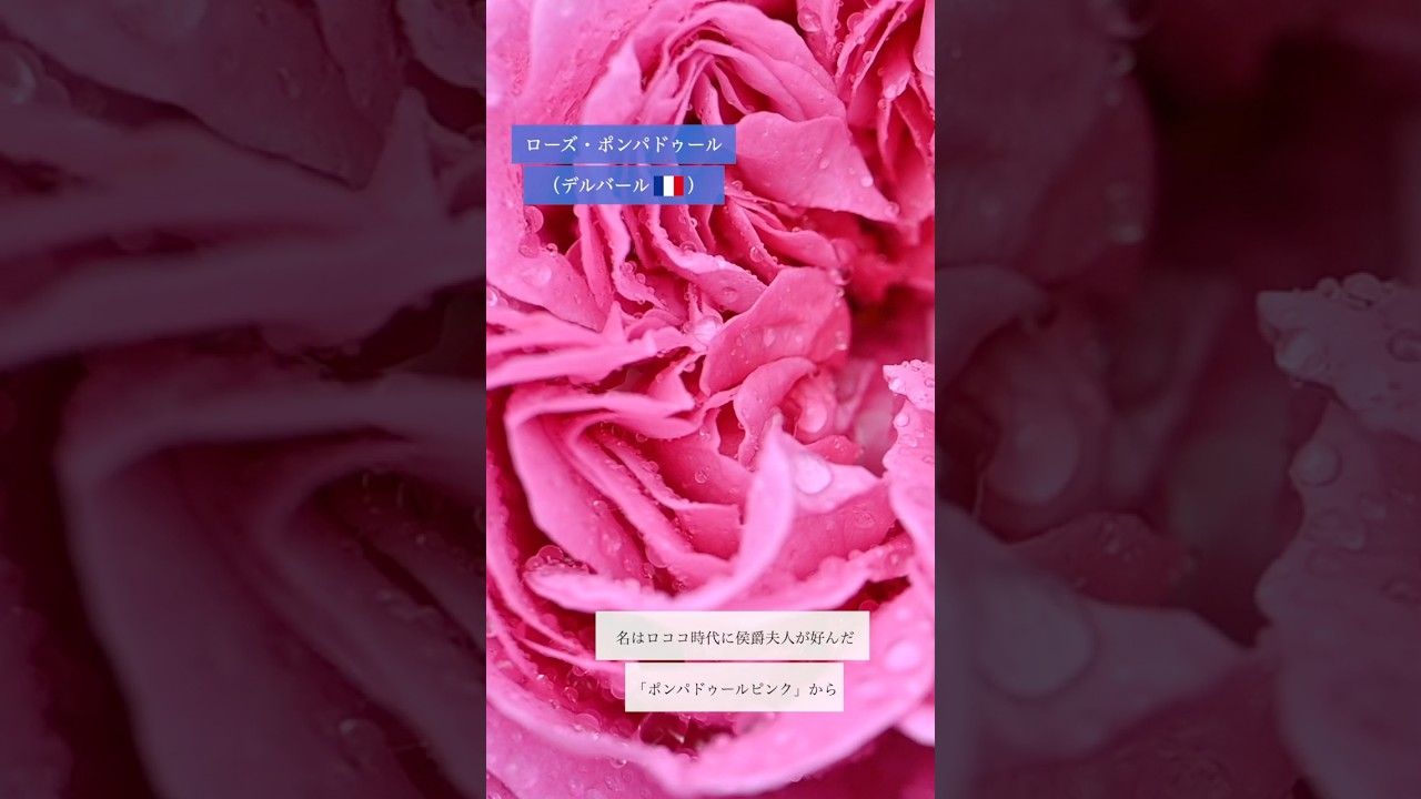 【デルバール】ローズ・ポンパドゥール