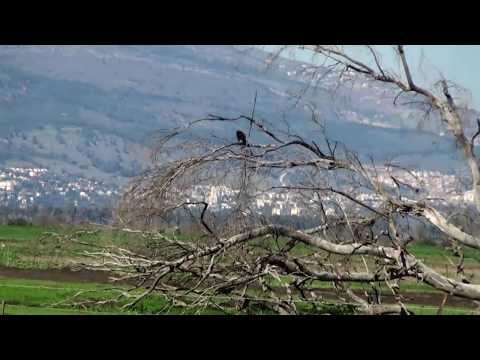 The Hula Valley -  Israel - Natural Wonder