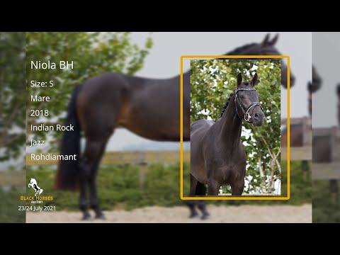 Niola BH (Indian Rock x Jazz x Rohdiamant), mare, 2018