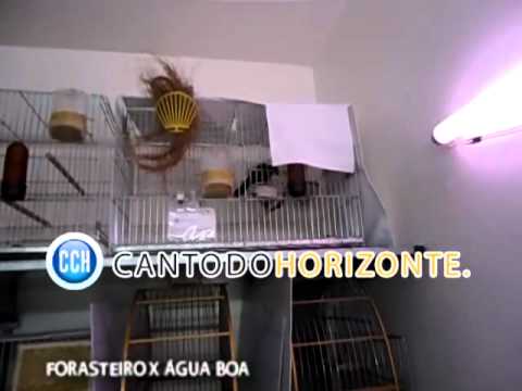 Forasteiro x Água Boa 2