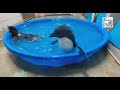 Rockhopper Penguin Chicks 1st Swim Cincinnati Zoo