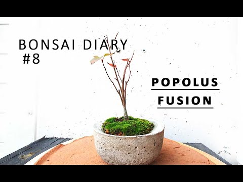 Bonsai Diary #8 Populus Bonsai Fusion Experiment update 2020 10