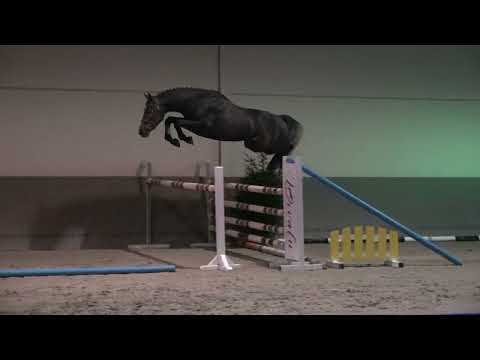 CYRANO DE PESSOMIE Z