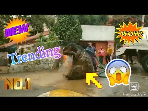 A giant bear sized rat found in Mexico city