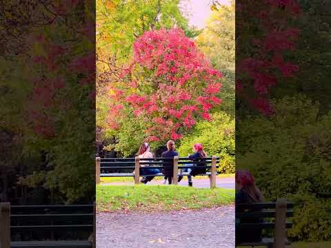 Early fall foliage colors in Central Park Bridle Path in New York City #centralpark #newyork