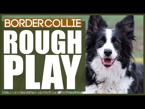 How To Stop Your BORDER COLLIE PLAYING ROUGH