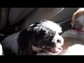 Doggos