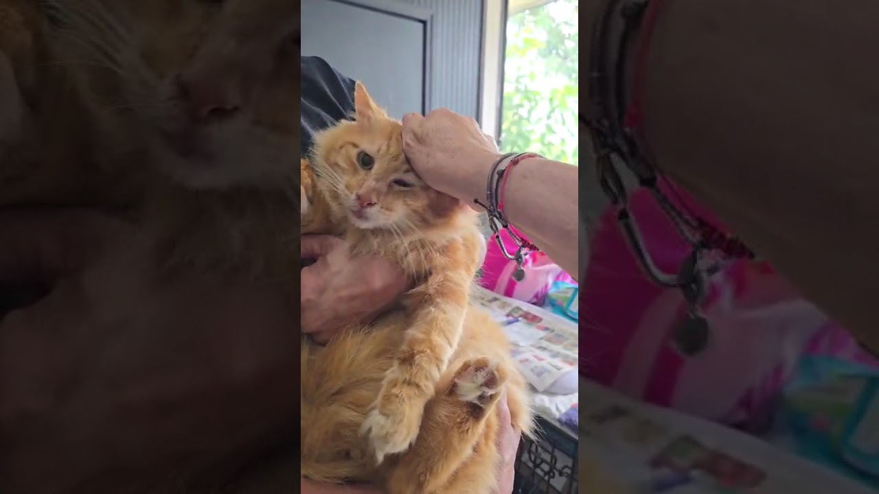 Enlarge Garfield, an adopted Domestic Long Hair in miami, FL video 6/6