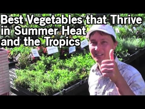 download lagu mp3 mp4 Tropical Vegetables, download lagu Tropical Vegetables gratis, unduh video klip Tropical Vegetables