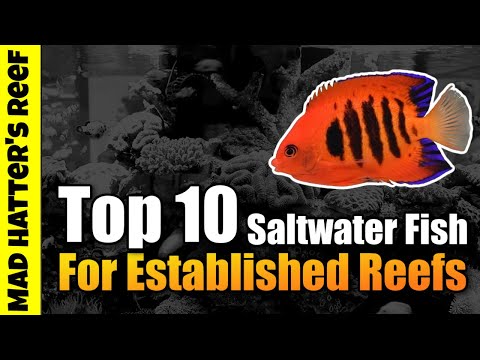 Top 10 Saltwater Fish For an Established Reef Tank