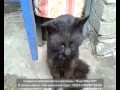 Драный кот(Smelly cat История кота)) 