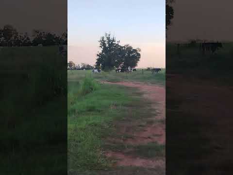 pesqueiro por do sol Amaporã PR