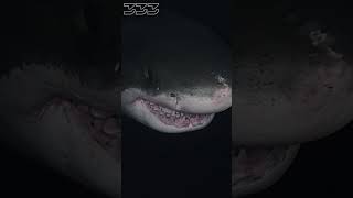 Great White Shark at Night #shorts #sharks #greatwhiteshark