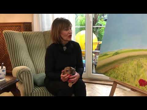 VLČÍ MÁKY v obrazech 2020: PETRA ČERNOCKÁ