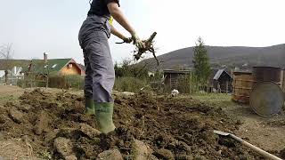 Planting potatoes, digging a parking space & future flower beds