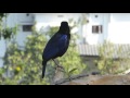 Malabar Whistling Thrush Song