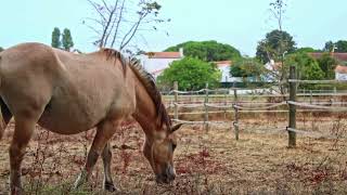 Camping Les Embruns d'Oléron - Camping Charente-Maritime - Image N°2