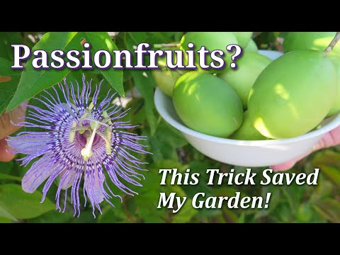 How to Grow, Harvest, Eat & Control: Maypop (Hardy Passionfruit Vine) Passiflora Incarnata -TIPS