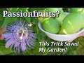 How To Grow Harvest Eat Control Maypop Hardy Passionfruit Vine Passiflora Incarnata TIPS