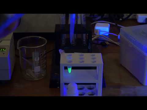 GFP - pGreen - First Column