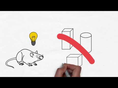 Skuteczny sposób na szczury. Jak pozbyć się szczurów? | Protect Home