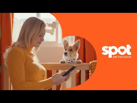 Spot Pet Insurance