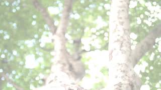 Трейлер превью