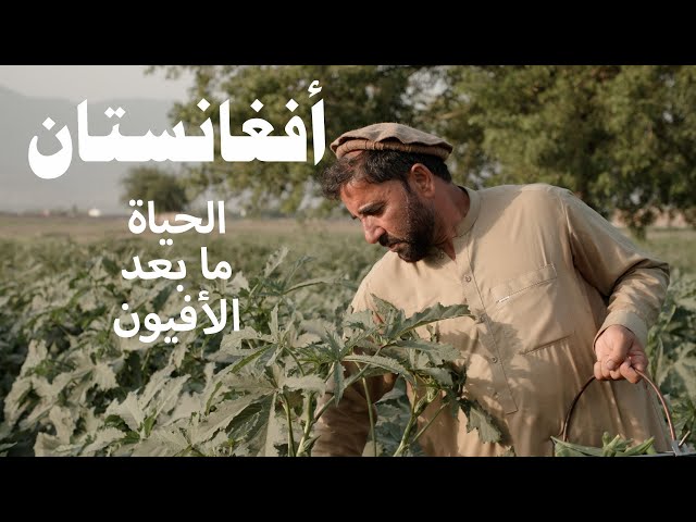 خشخاش الأفيون: ما البديل للمزارع الأفغاني؟