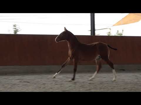 201113 3 Queluz das Faias   Upal x Escorial