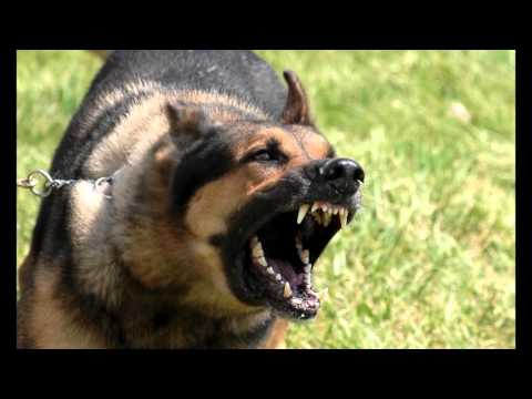 Download Large Dog Growling Sounds Effects MP3
