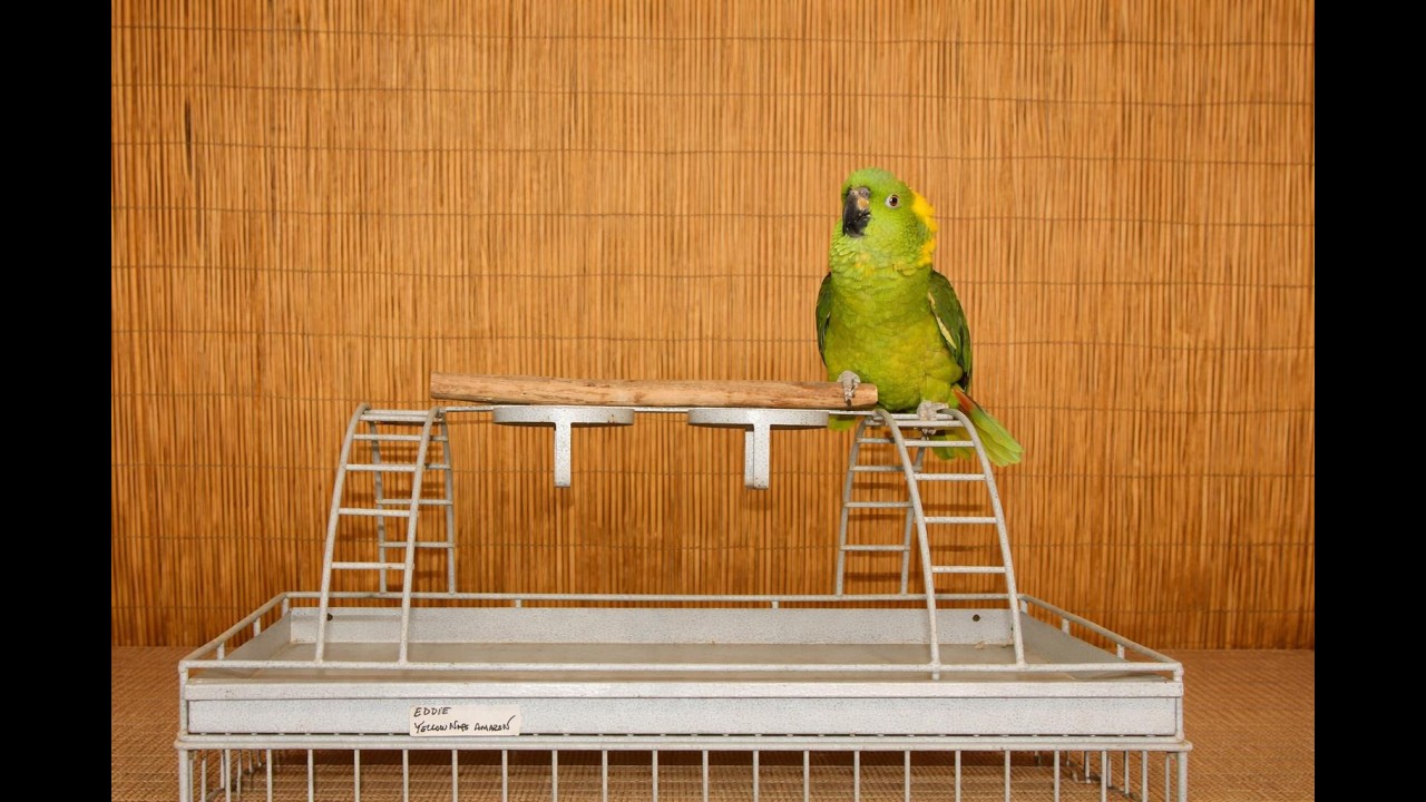Eddie Yellow Nape Amazon Reduced Adoption fee for Both..., an adoptable Amazon in Vancouver, WA video 1/6
