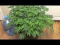 Cannabis "Grow for Broke" Week 3 of flower ...